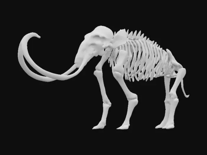 3D model for A detailed skeleton of a mammoth, large with giant tusks, standing on museum display, high quality, 4k textures, good symethry