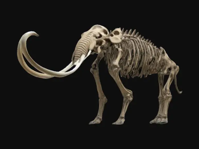 3D model for A detailed skeleton of a mammoth, large with giant tusks, standing on museum display, high quality, 4k textures, good symethry