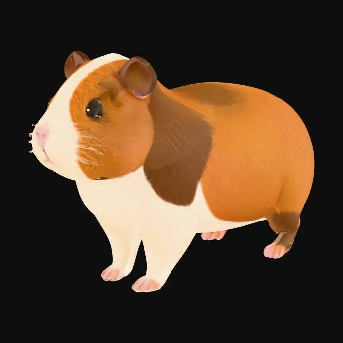 3D model for Cuddly Cavy