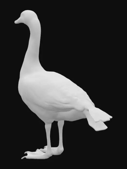 3D model for Anser erythropus (Linnaeus, 1758)
