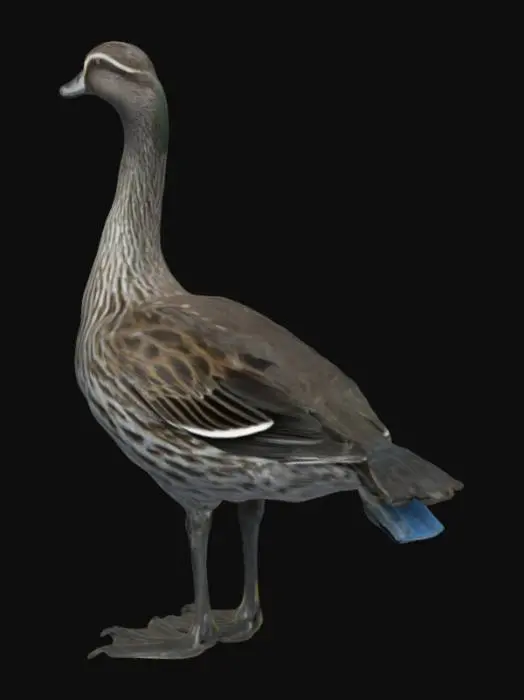 3D model for Anser erythropus (Linnaeus, 1758)
