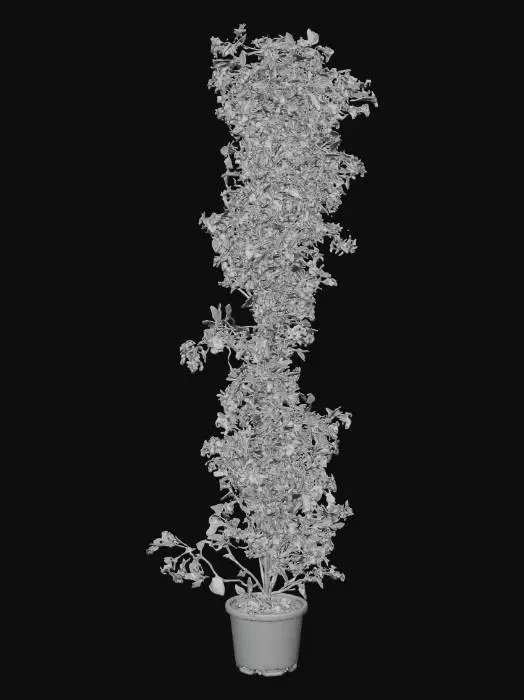 3D model for Jasmine in Bloom