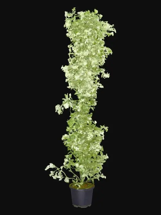 3D model for Jasmine in Bloom