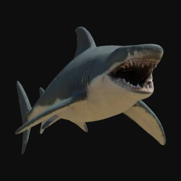 3D model for A massive Megalodon.
