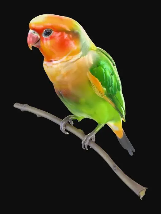 3D model for Papageien  Pfirsichköpfchen