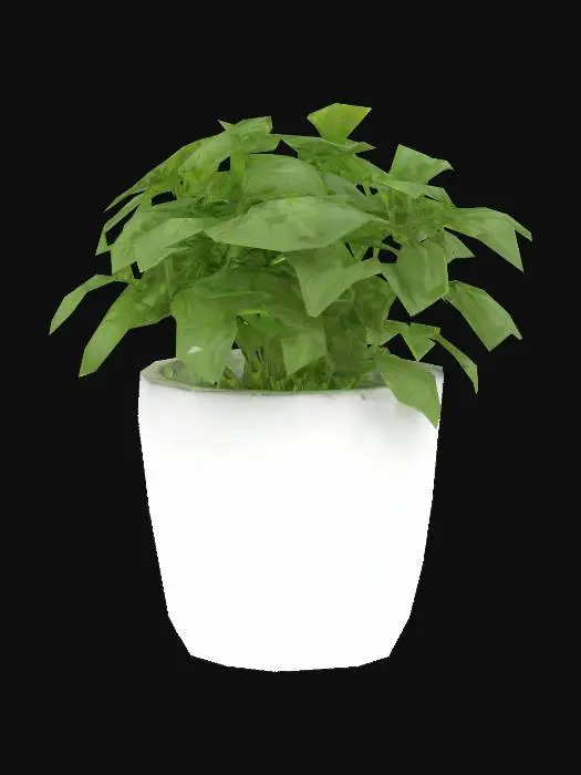 3D model for A fresh basil plant in a small modern ceramic pot. The plant has lush green leaves and natural branching, slightly asymmetrical for realism. The pot is matte white with a smooth finish, no branding or labels. Suitable for placement on a kitchen counter or windowsill. Photorealistic, clean geometry, realistic leaf textures and thickness.