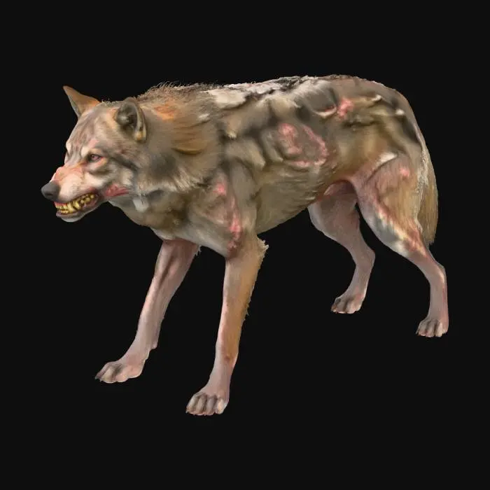 3D model for Diseased feral dog-wolf hybrid, patchy missing mangy fur showing diseased skin, infected swollen gums with crooked yellow teeth, bloodshot red eyes with madness, lean starving body with visible ribs, rabid aggressive snarling stance, dirty brown and gray colors, highly detailed fur and skin disease textures, realistic teeth details, harsh lighting, sharp focus