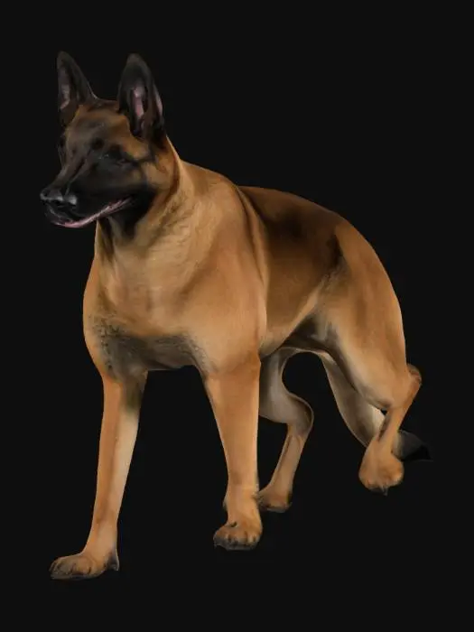 3D model for belgian shepherd standing on 4 legs