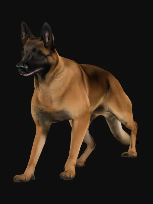 3D model for belgian shepherd standing on 4 legs
