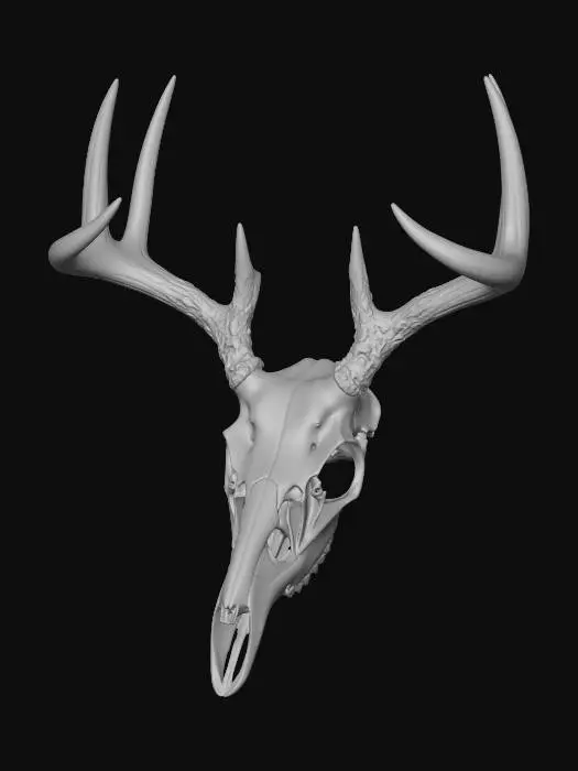 3D model for Antlered Deer Skull