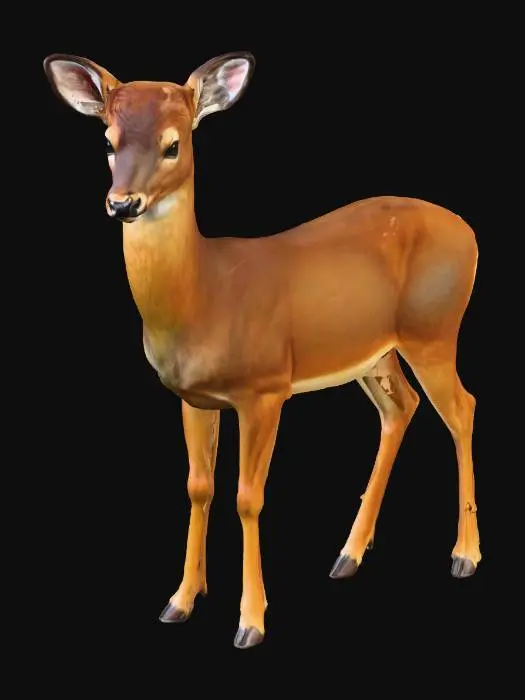 3D model for Realistic White Tailed Doe Photorealism