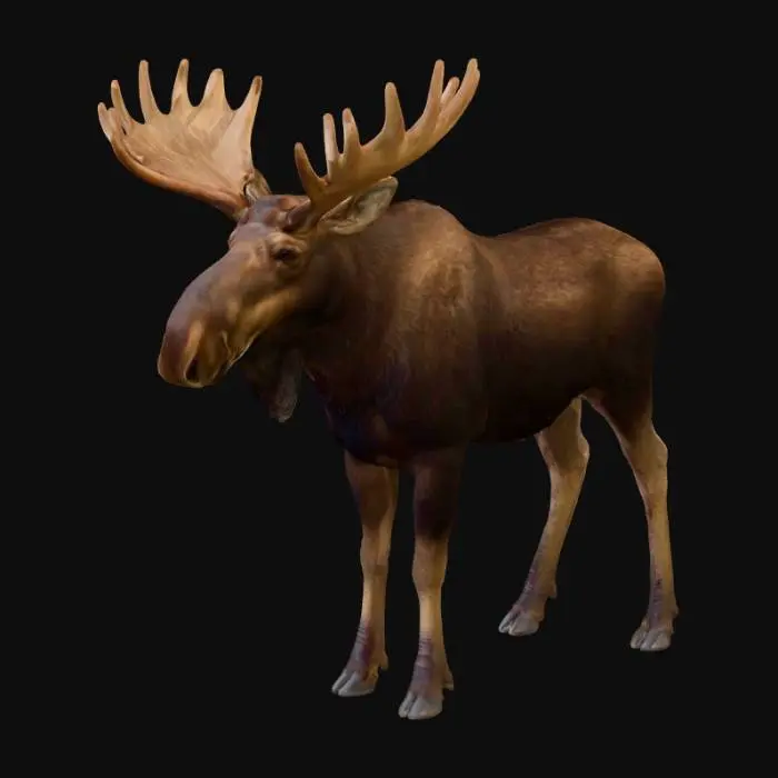 3D model for Photorealistic Male Moose