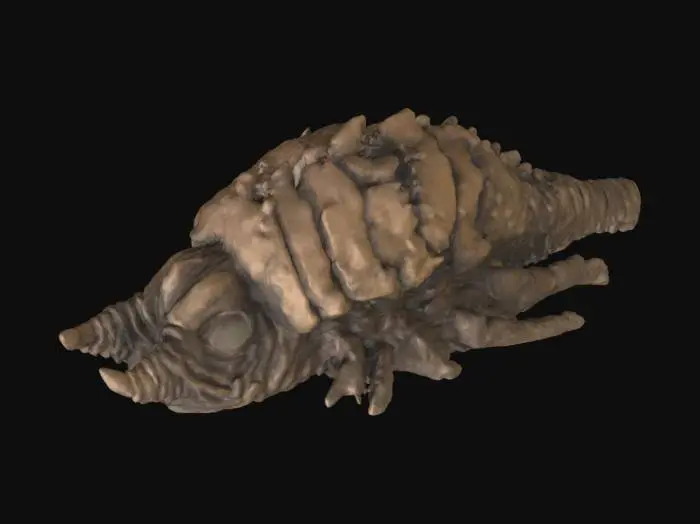 3D model for Ceti Alpha V Eel