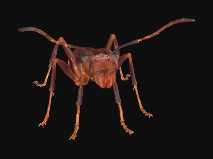 3D model for Crimson Forager