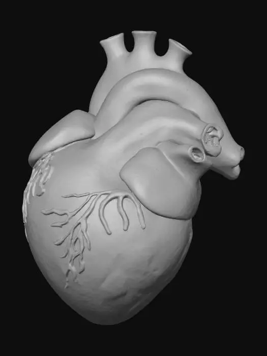 3D model for a heart