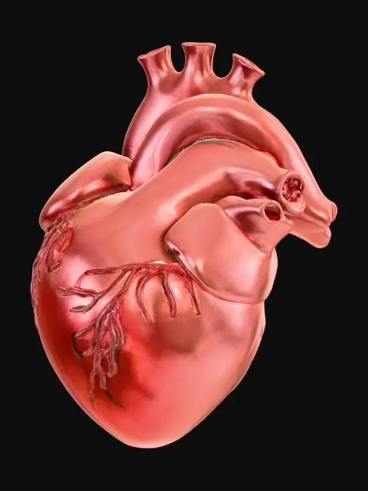3D model for a heart