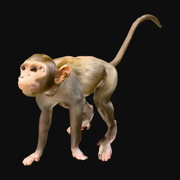 3D model for Monkey