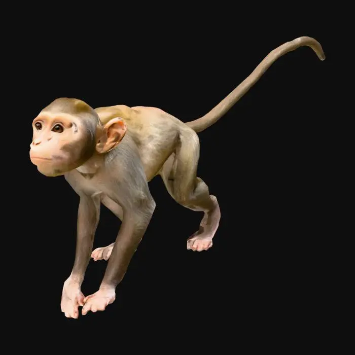 3D model for Monkey