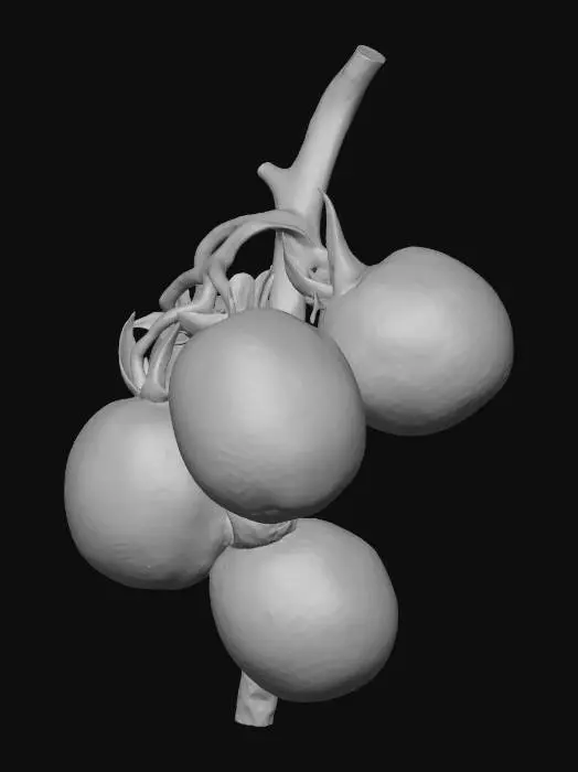 3D model for A vibrant tomato plant features a sturdy, segmented green stem and lush, serrated leaves with a slightly fuzzy texture. It bears both plump, glossy, ripe red tomatoes with smooth skins, and firm, matte green, developing fruits. The organic structure showcases a natural, bushy form with varying leaf and fruit sizes, embodying fresh growth.