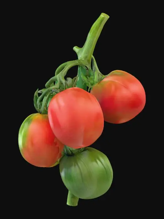 3D model for A vibrant tomato plant features a sturdy, segmented green stem and lush, serrated leaves with a slightly fuzzy texture. It bears both plump, glossy, ripe red tomatoes with smooth skins, and firm, matte green, developing fruits. The organic structure showcases a natural, bushy form with varying leaf and fruit sizes, embodying fresh growth.