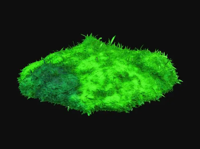 3D model for Japanese stiltgrass