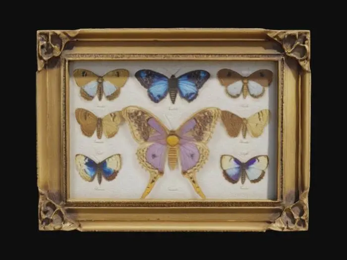 3D model for Butterfly Collection Display