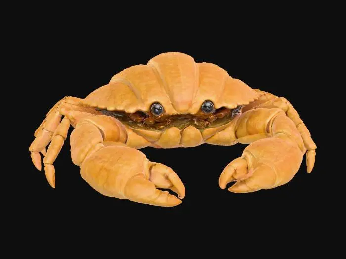 3D model for Croissant Crab, #food#