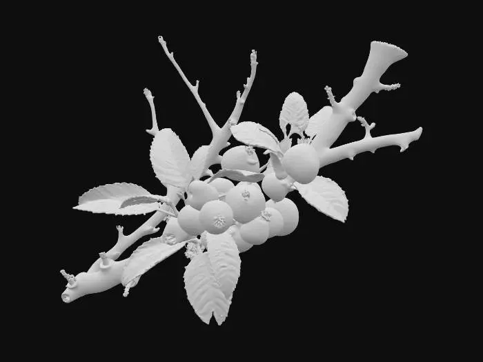 3D model for A thorny forest shrub with stiff, woody stems of a dark, reddish-brown, from which numerous sharp, conical thorns protrude. Its small, oval leaves are a dull, dark green, almost leathery. Small, inconspicuous berries, round and deep crimson, ripen in clusters.