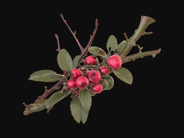 3D model for A thorny forest shrub with stiff, woody stems of a dark, reddish-brown, from which numerous sharp, conical thorns protrude. Its small, oval leaves are a dull, dark green, almost leathery. Small, inconspicuous berries, round and deep crimson, ripen in clusters.