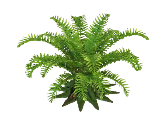 A majestic forest fern, featuring broad, arching fronds of deep emerald green, intricately dissected… AI 생성 3D 모델