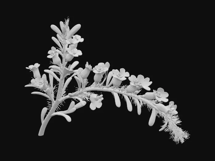 3D model for A sprawling forest shrub, its slender, arching branches covered in fine, bristly hairs. Small, delicate leaves of a pale, muted green provide a soft, airy texture. Scattered along its branches are clusters of tiny, star-shaped purple blossoms, their petals papery and fragile. The branches feel flexible but slightly rough, creating a graceful, undulating form that adds subtle color and texture to the forest floor.