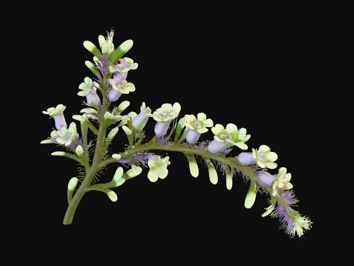 3D model for A sprawling forest shrub, its slender, arching branches covered in fine, bristly hairs. Small, delicate leaves of a pale, muted green provide a soft, airy texture. Scattered along its branches are clusters of tiny, star-shaped purple blossoms, their petals papery and fragile. The branches feel flexible but slightly rough, creating a graceful, undulating form that adds subtle color and texture to the forest floor.