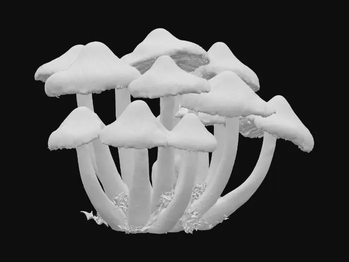 3D model for A mysterious cluster of dark, inky-black mushrooms with elongated, almost conical caps that feature subtle, dark purple highlights. Their stems are equally dark and slender, rising from a bed of decaying leaves. The caps feel smooth and somewhat slick, almost leathery, while the stems are firm. This somber grouping evokes a quiet, brooding presence within the shaded forest undergrowth.