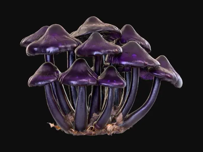 3D model for A mysterious cluster of dark, inky-black mushrooms with elongated, almost conical caps that feature subtle, dark purple highlights. Their stems are equally dark and slender, rising from a bed of decaying leaves. The caps feel smooth and somewhat slick, almost leathery, while the stems are firm. This somber grouping evokes a quiet, brooding presence within the shaded forest undergrowth.