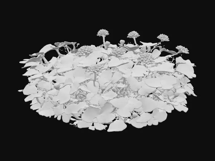 3D model for A low-growing clover plant forms a dense ground cover of soft, tripartite leaflets, each a vibrant green, often marked with a pale green chevron. Small, globe-shaped flower heads, composed of numerous tightly packed white or pink florets, dot its surface on short stems. The leaflets feel smooth and pliable, while the flower heads are velvety and soft to the touch, creating a lush, inviting, and cheerful carpet on the forest floor.