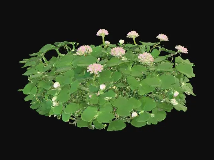 3D model for A low-growing clover plant forms a dense ground cover of soft, tripartite leaflets, each a vibrant green, often marked with a pale green chevron. Small, globe-shaped flower heads, composed of numerous tightly packed white or pink florets, dot its surface on short stems. The leaflets feel smooth and pliable, while the flower heads are velvety and soft to the touch, creating a lush, inviting, and cheerful carpet on the forest floor.