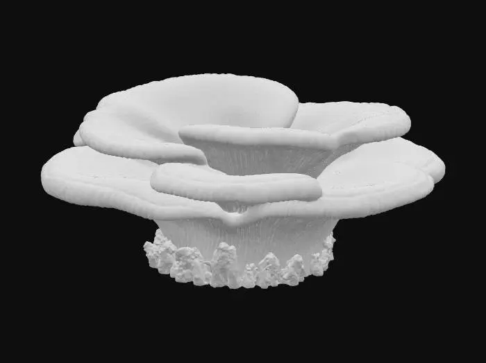 3D model for A large, shelf-like bracket fungus, growing in overlapping layers from the side of a tree trunk. Its tough, woody surface is banded in concentric rings of muted grey, earthy brown, and pale cream, with a velvety texture. The underside is porous and soft. It feels exceptionally hard and dry, yet its outer edge is slightly smoother, creating a rugged, organic, and durable structure.