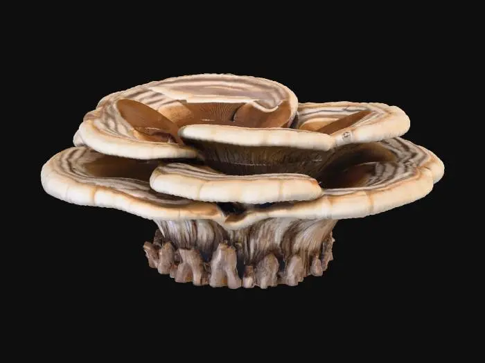 3D model for A large, shelf-like bracket fungus, growing in overlapping layers from the side of a tree trunk. Its tough, woody surface is banded in concentric rings of muted grey, earthy brown, and pale cream, with a velvety texture. The underside is porous and soft. It feels exceptionally hard and dry, yet its outer edge is slightly smoother, creating a rugged, organic, and durable structure.