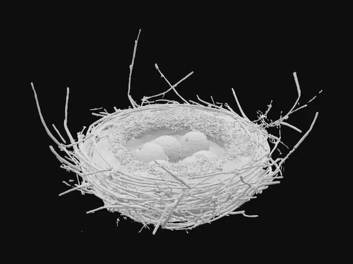 3D model for A rustic bird's nest, meticulously woven from dry, interwoven twigs and slender grass stalks, forming a deep, cup-like shape. Its exterior is a blend of muted browns and straw-yellows, with a softer, lighter lining of fine moss and downy feathers. The twigs feel rough and brittle, while the inner lining is incredibly soft and warm, creating a cozy, secure sanctuary.