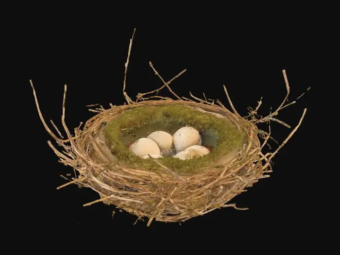 3D model for A rustic bird's nest, meticulously woven from dry, interwoven twigs and slender grass stalks, forming a deep, cup-like shape. Its exterior is a blend of muted browns and straw-yellows, with a softer, lighter lining of fine moss and downy feathers. The twigs feel rough and brittle, while the inner lining is incredibly soft and warm, creating a cozy, secure sanctuary.