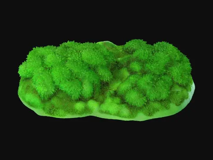 3D model for A dense, rounded clump of vibrant emerald green moss, appearing incredibly lush and soft. Its surface is velvety and consistently smooth, conforming gently to the underlying ground. The individual moss strands are tightly packed, creating a springy, cushion-like texture that feels damp and cool to the touch. This compact, organic mound offers a serene and inviting presence on the forest floor.