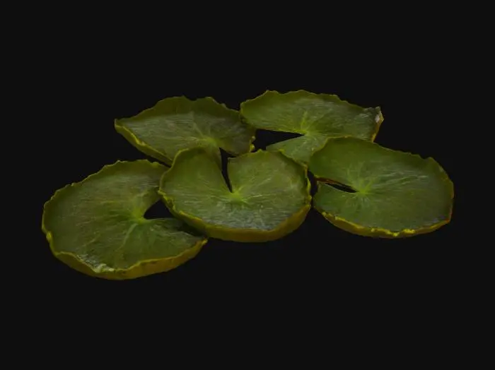 3D model for Lotus Whispers