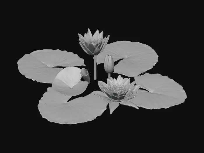 3D model for Lilies in Bloom