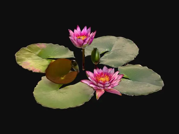 3D model for Lilies in Bloom
