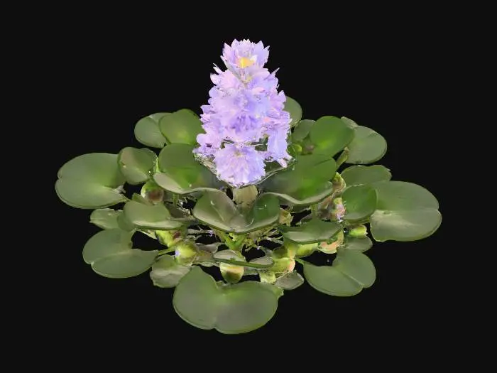 3D model for Water Hyacinth Blooms