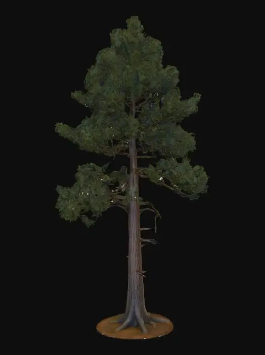 3D model for A towering forest pine tree 