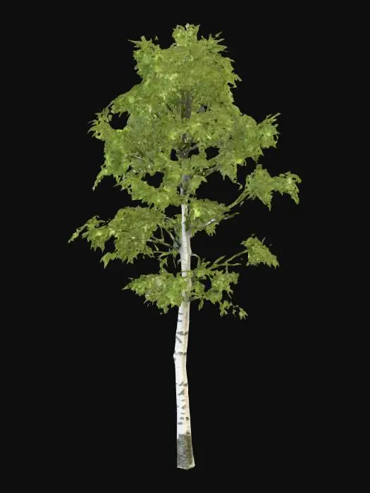 3D model for A tall, leafy birch tree