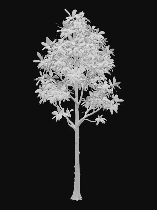 3D model for A tall, slender birch tree, distinguished by its papery white bark that peels gently in thin strips, revealing subtle dark grey patterns beneath. Its delicate branches hold airy clusters of small, ovate leaves in a shimmering, light spring green.
