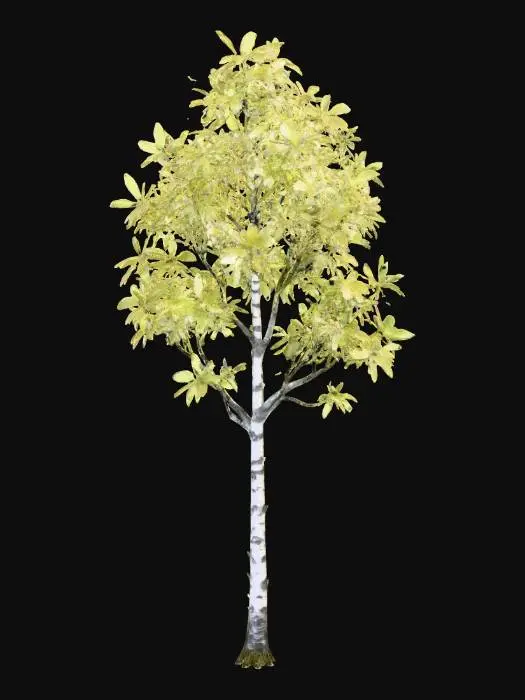 3D model for A tall, slender birch tree, distinguished by its papery white bark that peels gently in thin strips, revealing subtle dark grey patterns beneath. Its delicate branches hold airy clusters of small, ovate leaves in a shimmering, light spring green.