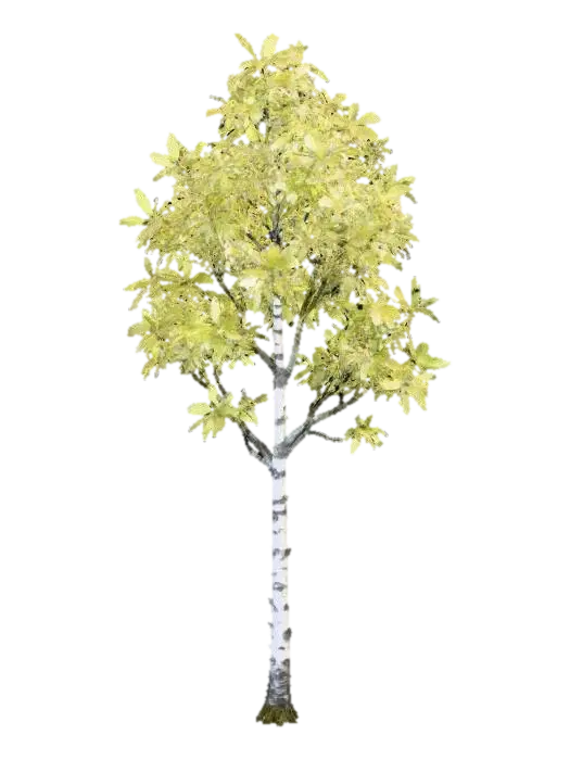 A tall, slender birch tree, distinguished by its papery white bark that peels gently in thin strips,… - Forest AI 생성 3D 모델